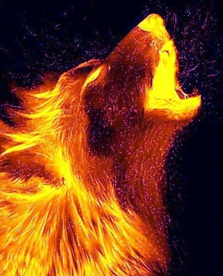 Fire Wolf Wallpapers Mobile Wolf Wallpapers Pro