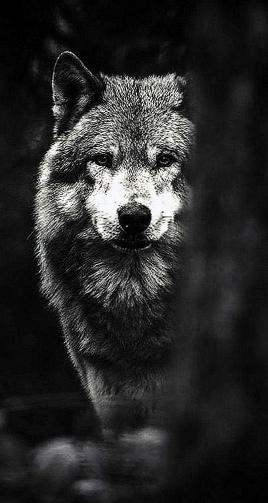 HD Wallpaper For iPhone Wolf Image 1
