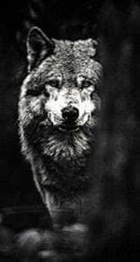Black Wolf HD iPhone Wallpaper Image 1