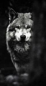 iPhone Wallpaper HD Wolf Image 1