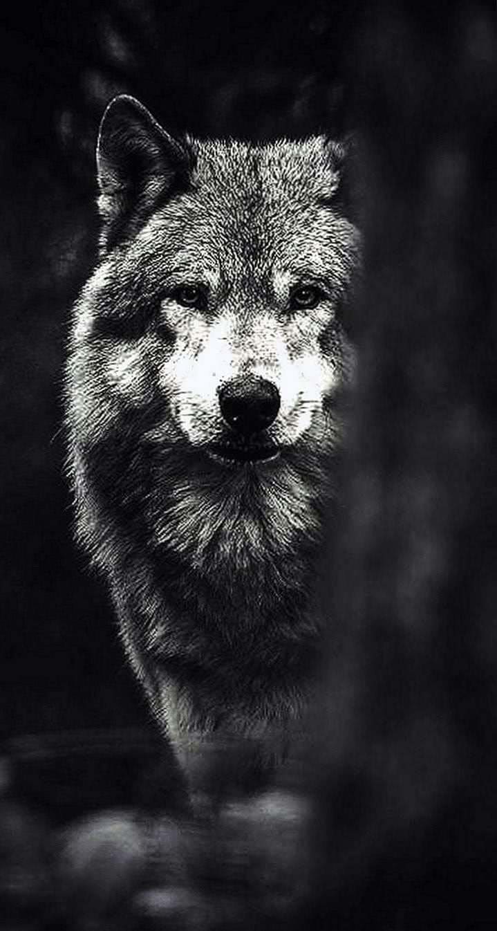 phone wallpaper hd wolf background image 3