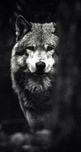 Wolf HD Wallpaper For iPhone 5 Image 1