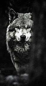 Lone Wolf Wallpaper HD iPhone Image 1