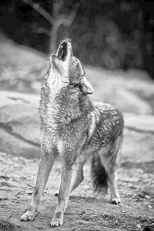 lone wolf wallpaper iphone background image 5