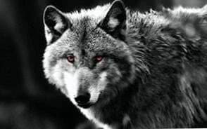 Red Wolf Eyes Wallpapers