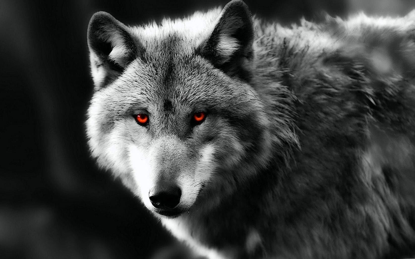 Wolf With Red Eyes Wallpapers