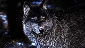 Wolf Wallpaper 2560x1440 Image 1