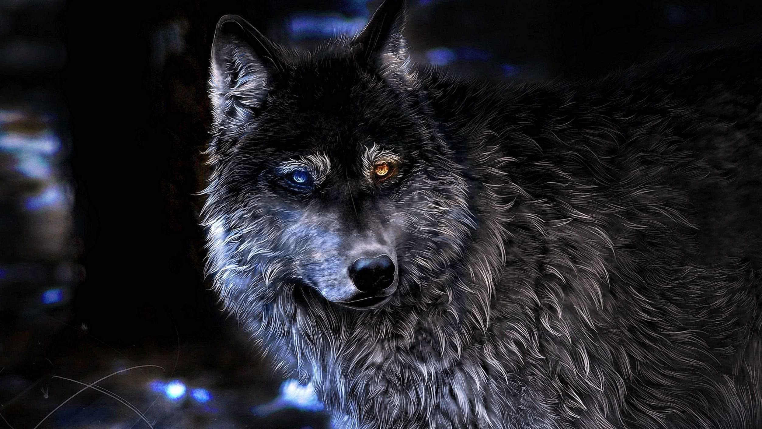 Wolf Wallpapers 2560x1440 free download