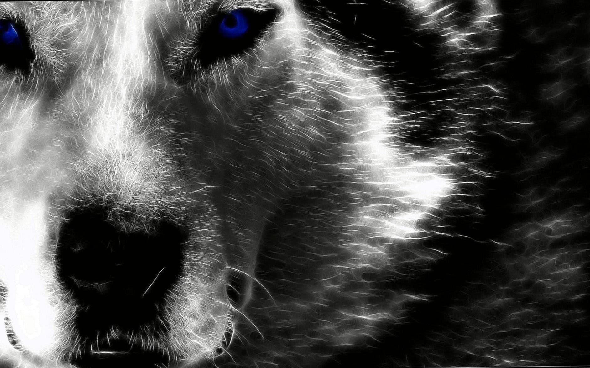 Wallpaper Alpha Wolf Image 1