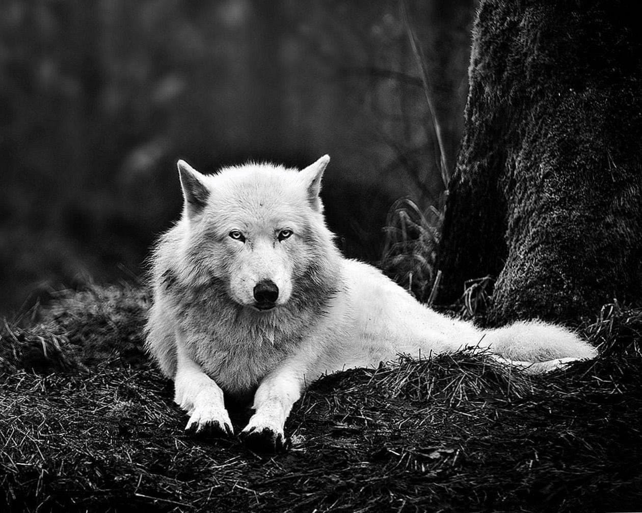 Wolf Wallpaper 1280x1024 Image 1