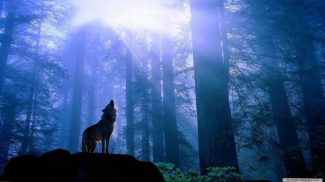 hd wallpaper 1366×768 wolf background image 4