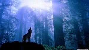 Wolf HD Wallpapers 1366x768