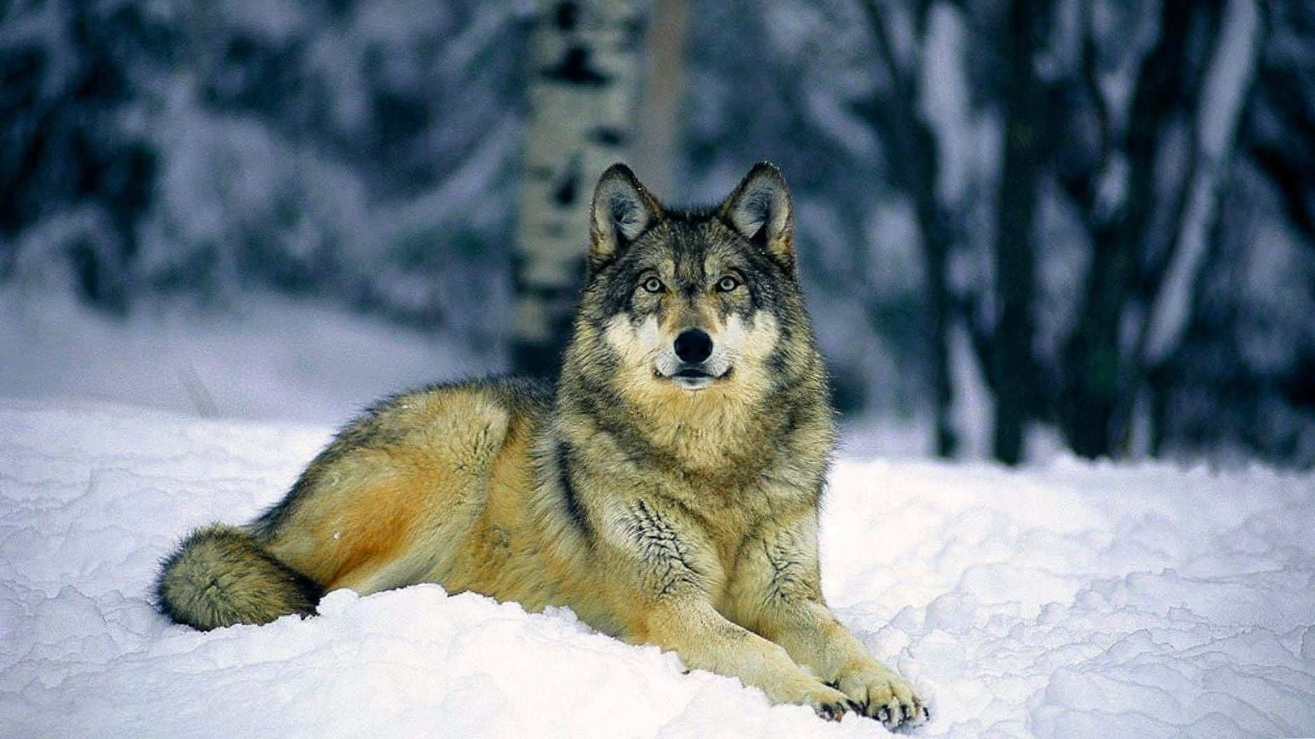 Wolves In Snow Wallpapers - Wolf-Wallpapers.pro
