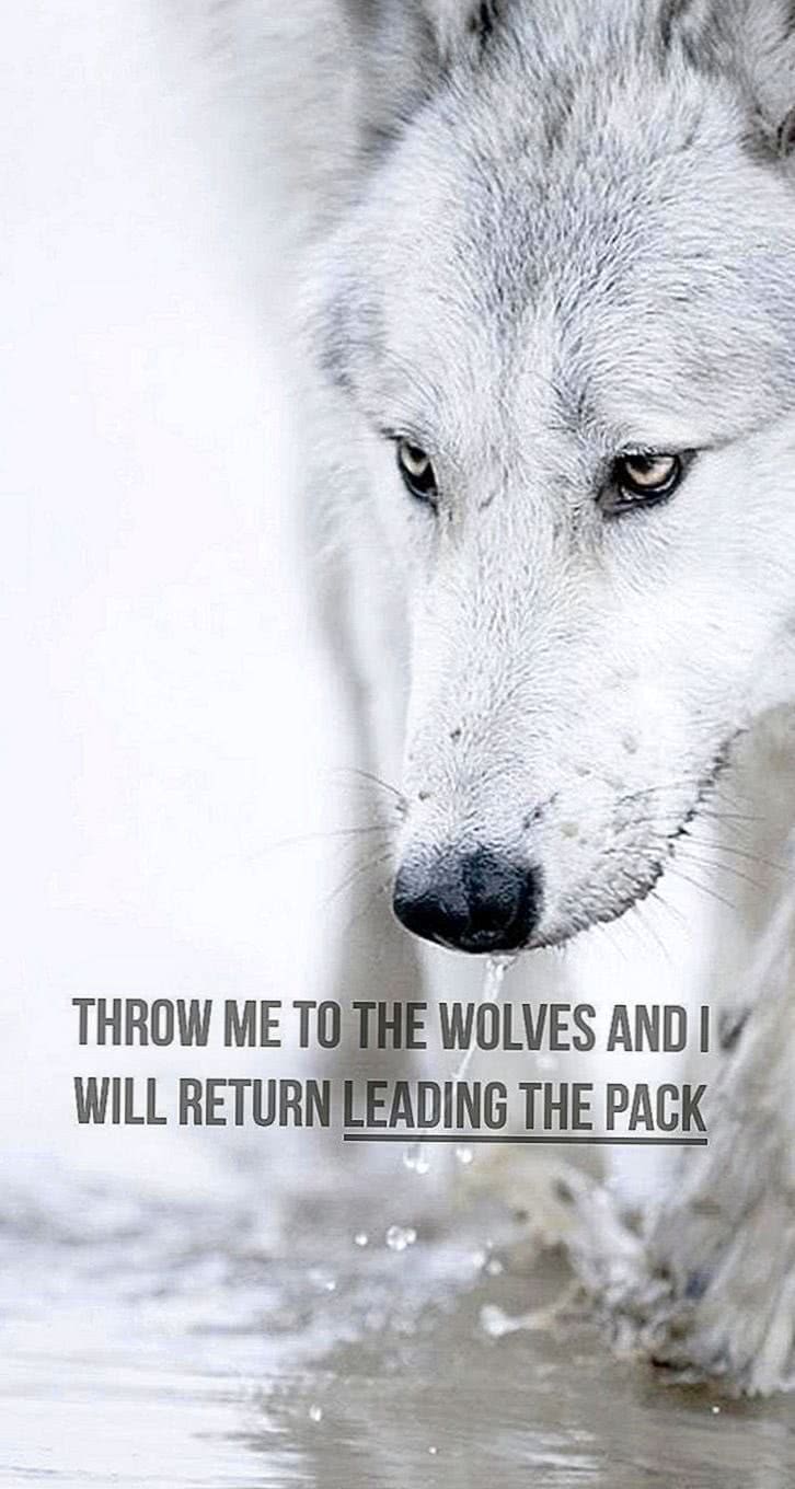 Wolf HD Wallpapers With Quotes