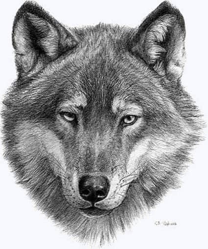Head Of A Wolf Wallpaper Image 1