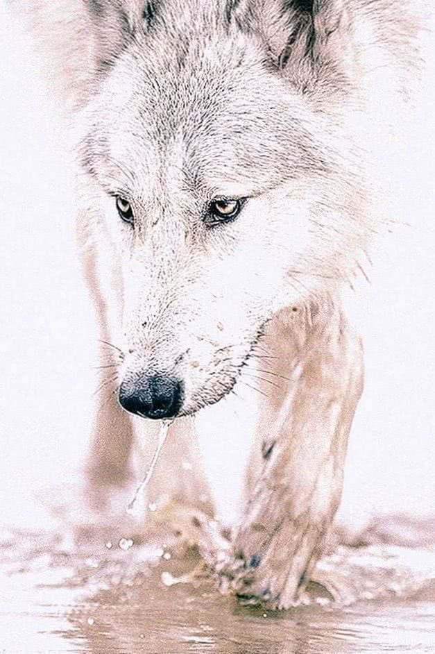 wolf wallpaper iphone app background image 5