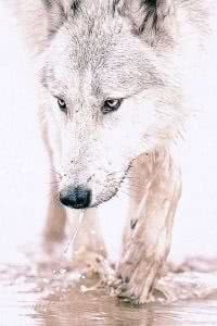 White Wolf Wallpaper For iPhone Image 1