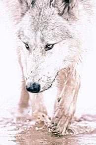 Wallpapers Wolf White