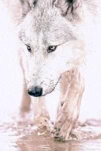 Wolf HD Wallpaper For iPhone Image 1