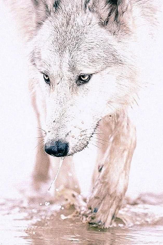 Wallpapers HD White Wolf