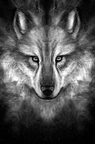 Wolf Face iPad Wallpapers