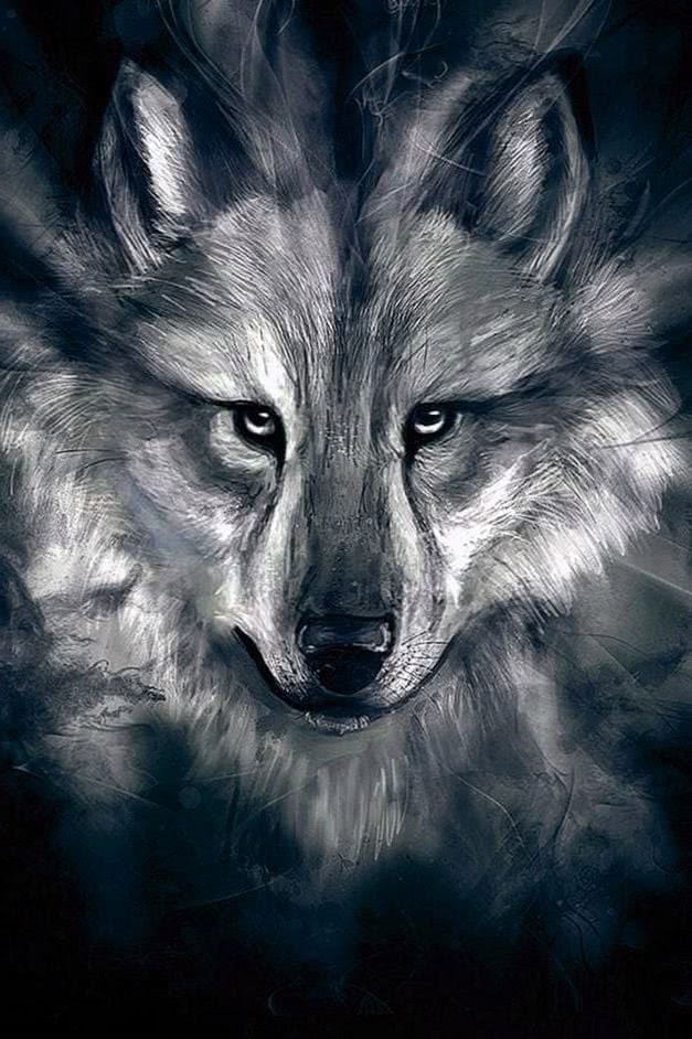 wolf hd wallpaper ipad background image 4