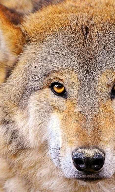 Wolf HD Wallpapers 1080p For Mobile