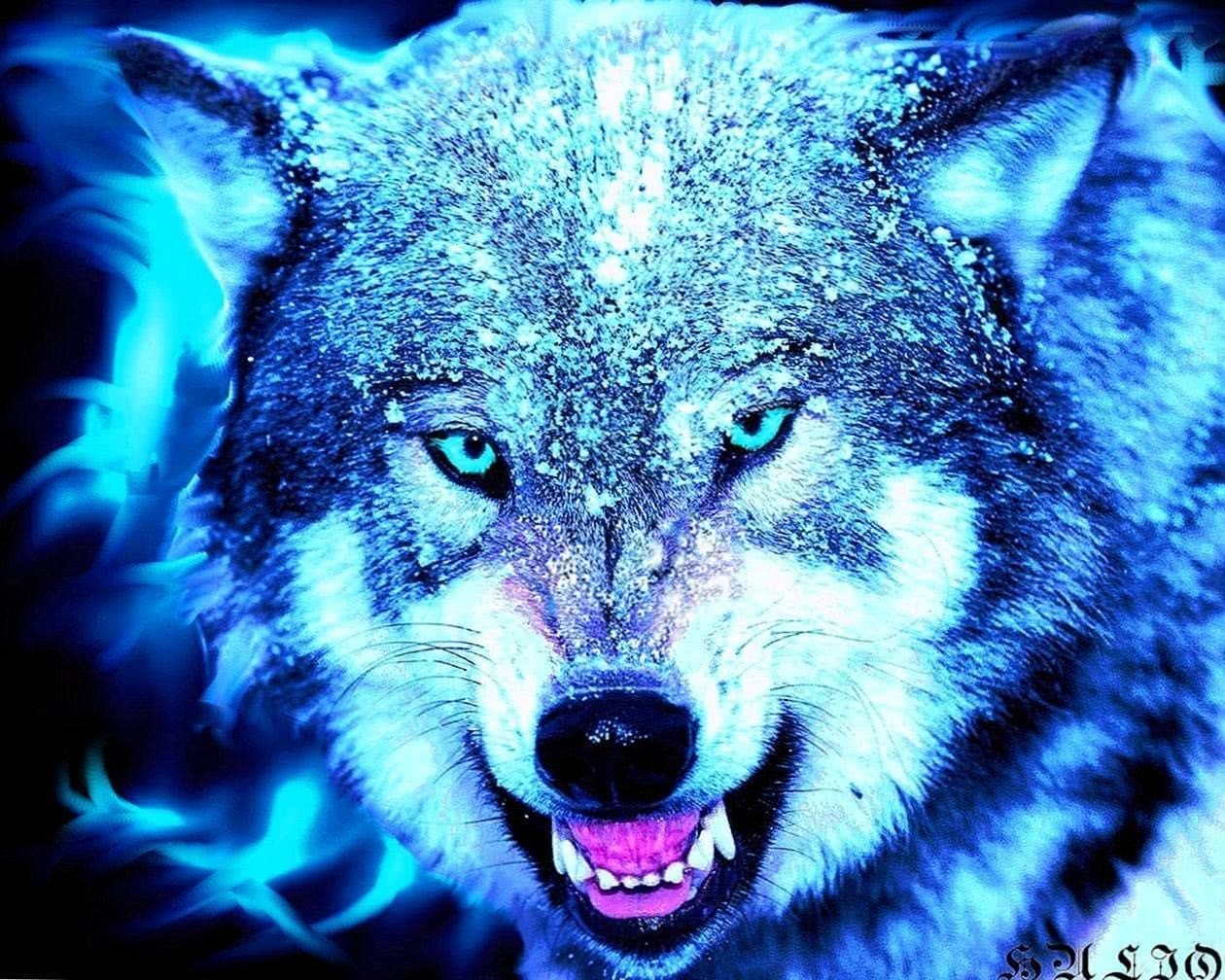 Wolf Wallpapers HD Pinterest