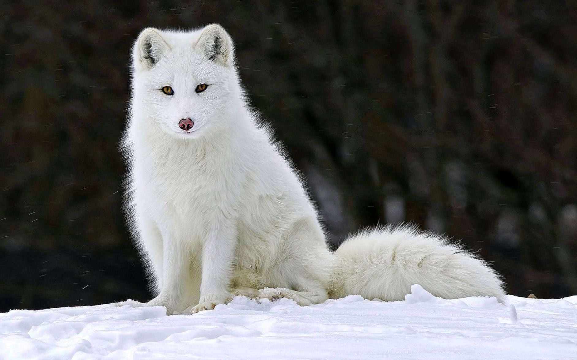 Wolf Snow Wallpapers HD