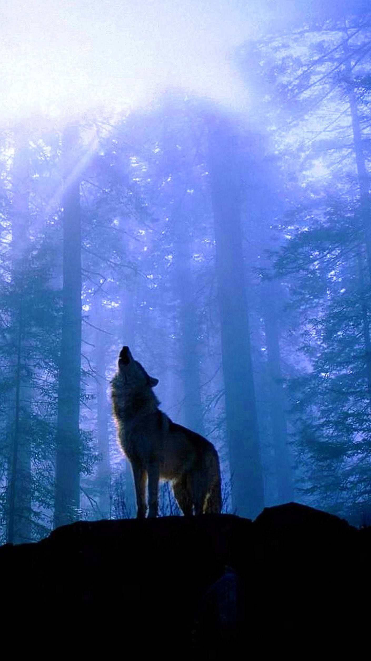 wolf wallpaper home screen background image 5