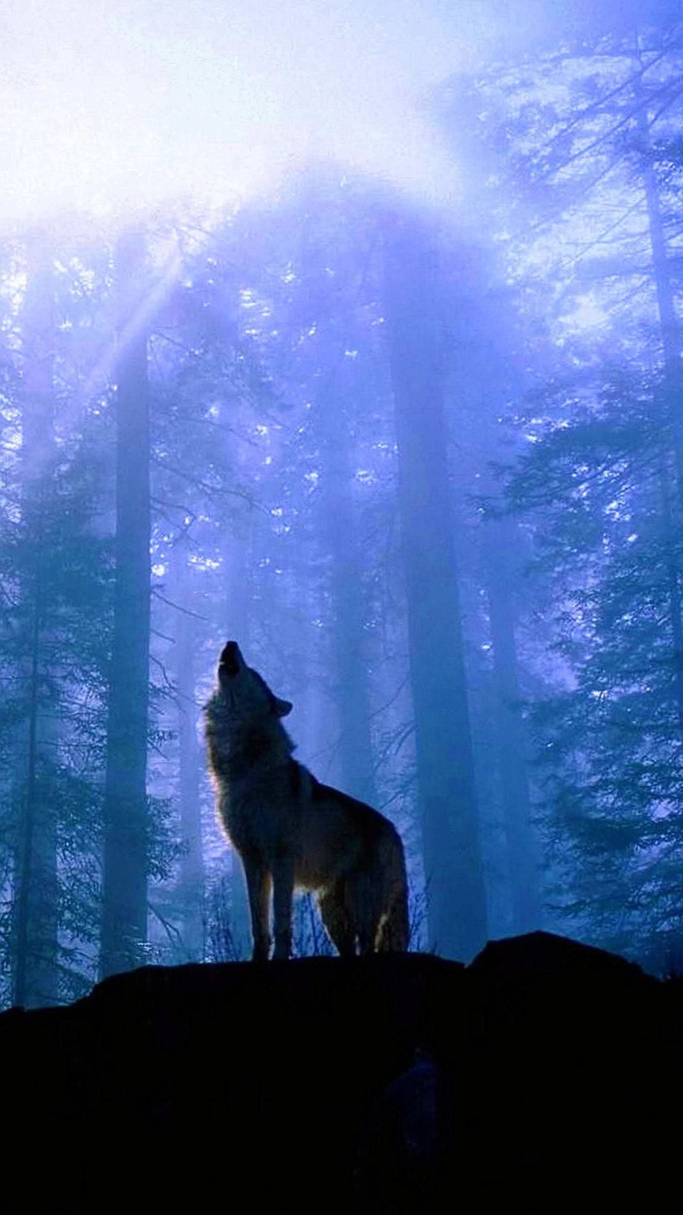 Wolf Samsung Wallpapers HD