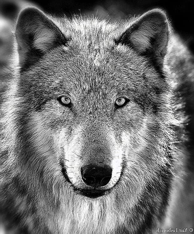 Wolf Wallpapers HD Portrait