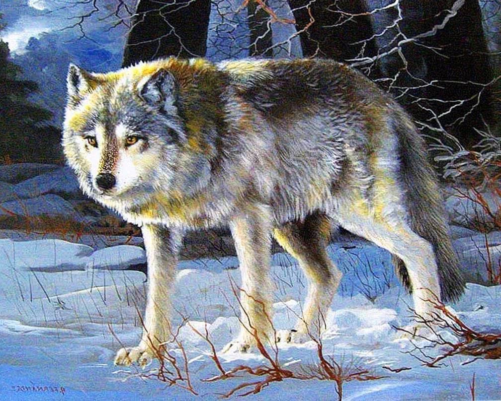 gray wolf hd wallpaper background image 6