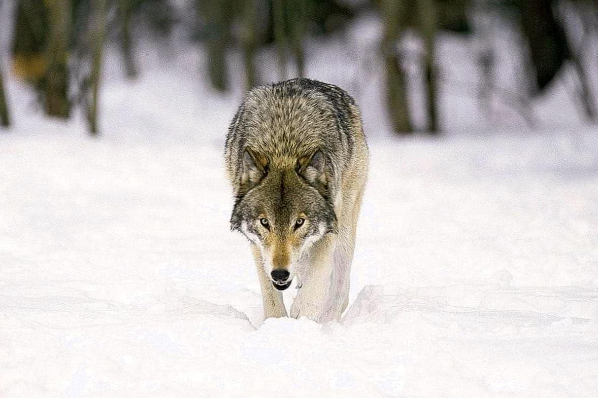 Grey Wolves HD Wallpapers