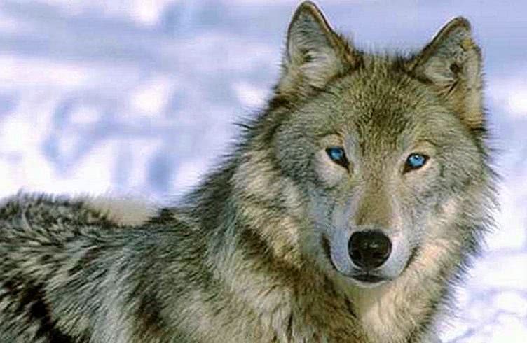 Gray Wolf With Blue Eyes Wallpapers