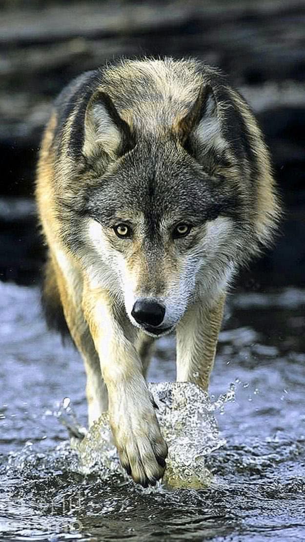 gray wolf iphone wallpaper background image 3