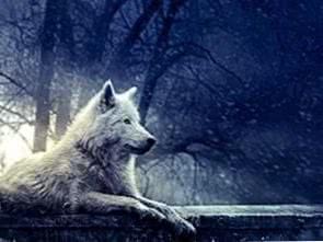 Pretty Wolf Wallpaper Image 1