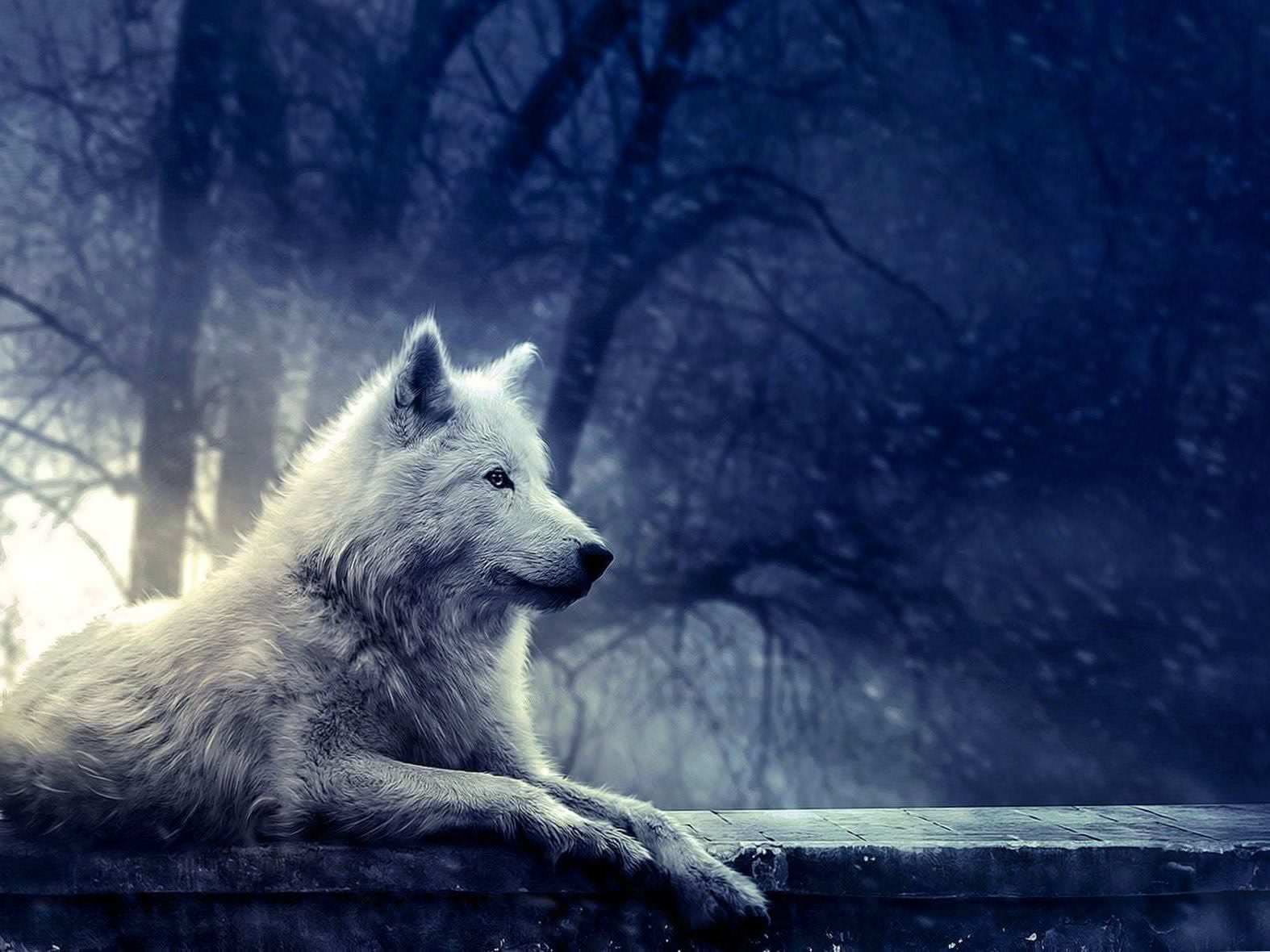 Pretty Wolf Wallpaper Image 1