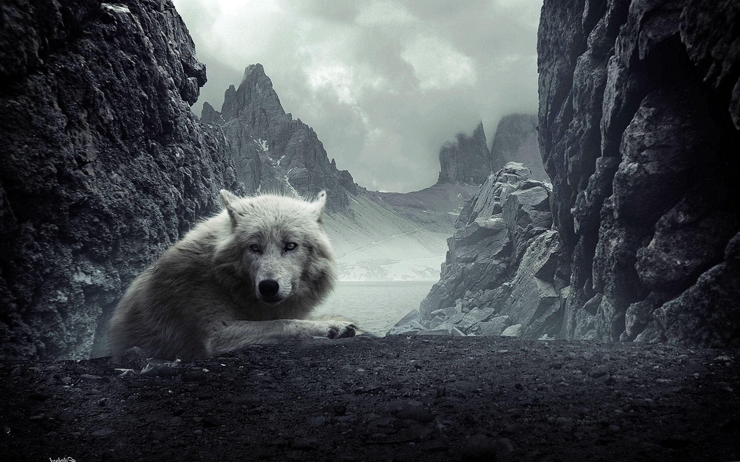 White And Black Wolf Wallpapers HD