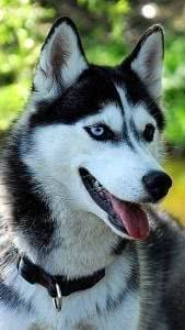 Dog Wolf Wallpapers iPhone