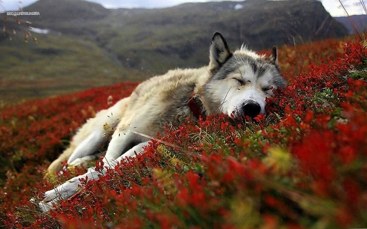 Wolf Background Wallpapers HD