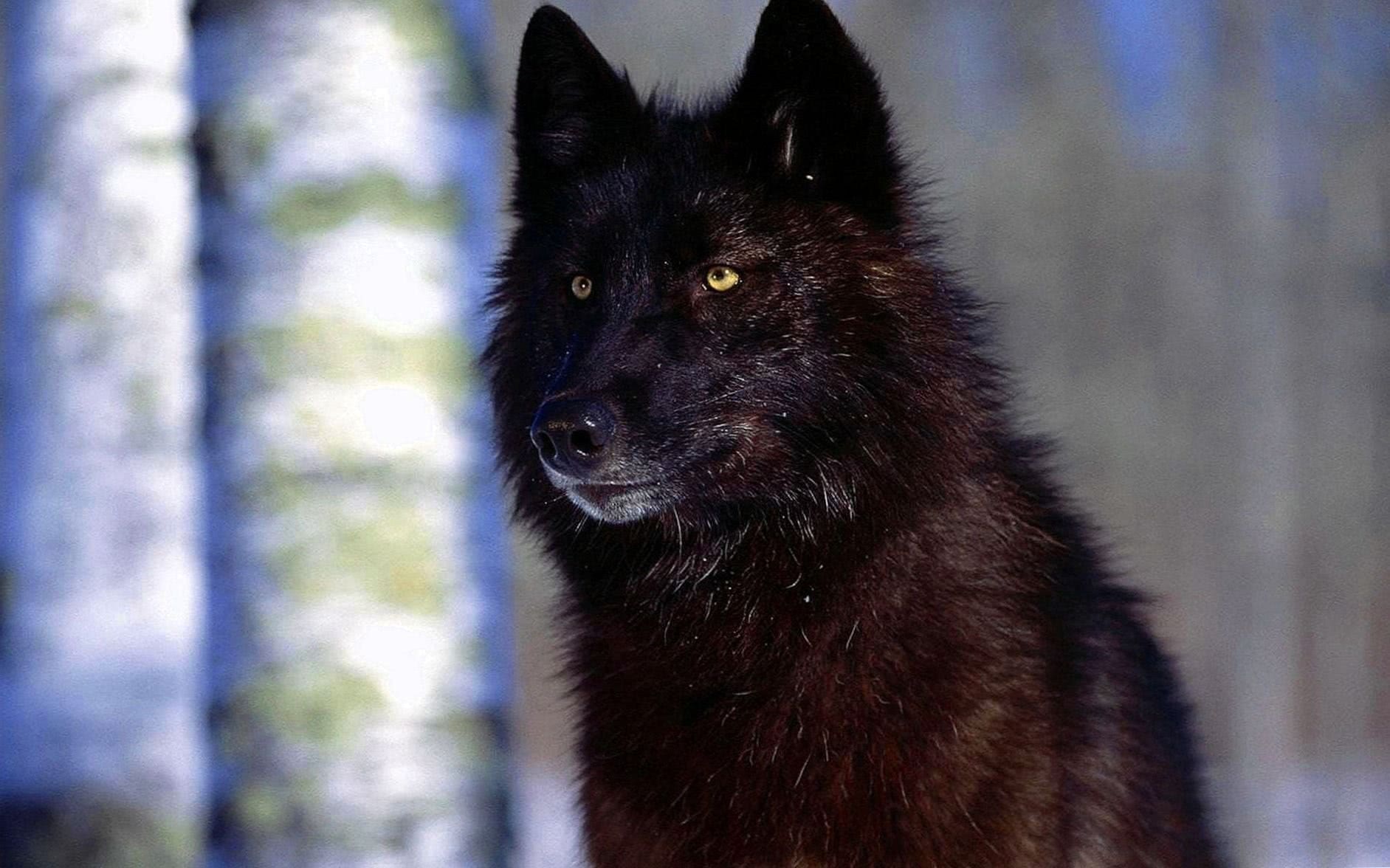 black wolves eyes wallpaper background image 5