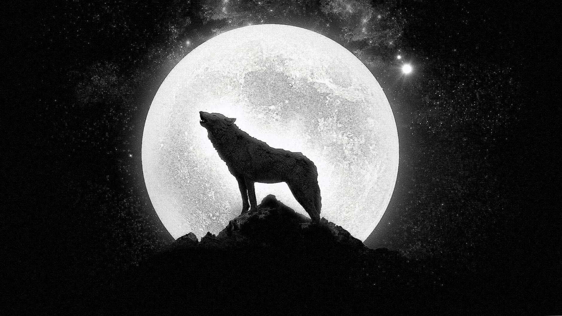 Wolf Howl HD Wallpapers