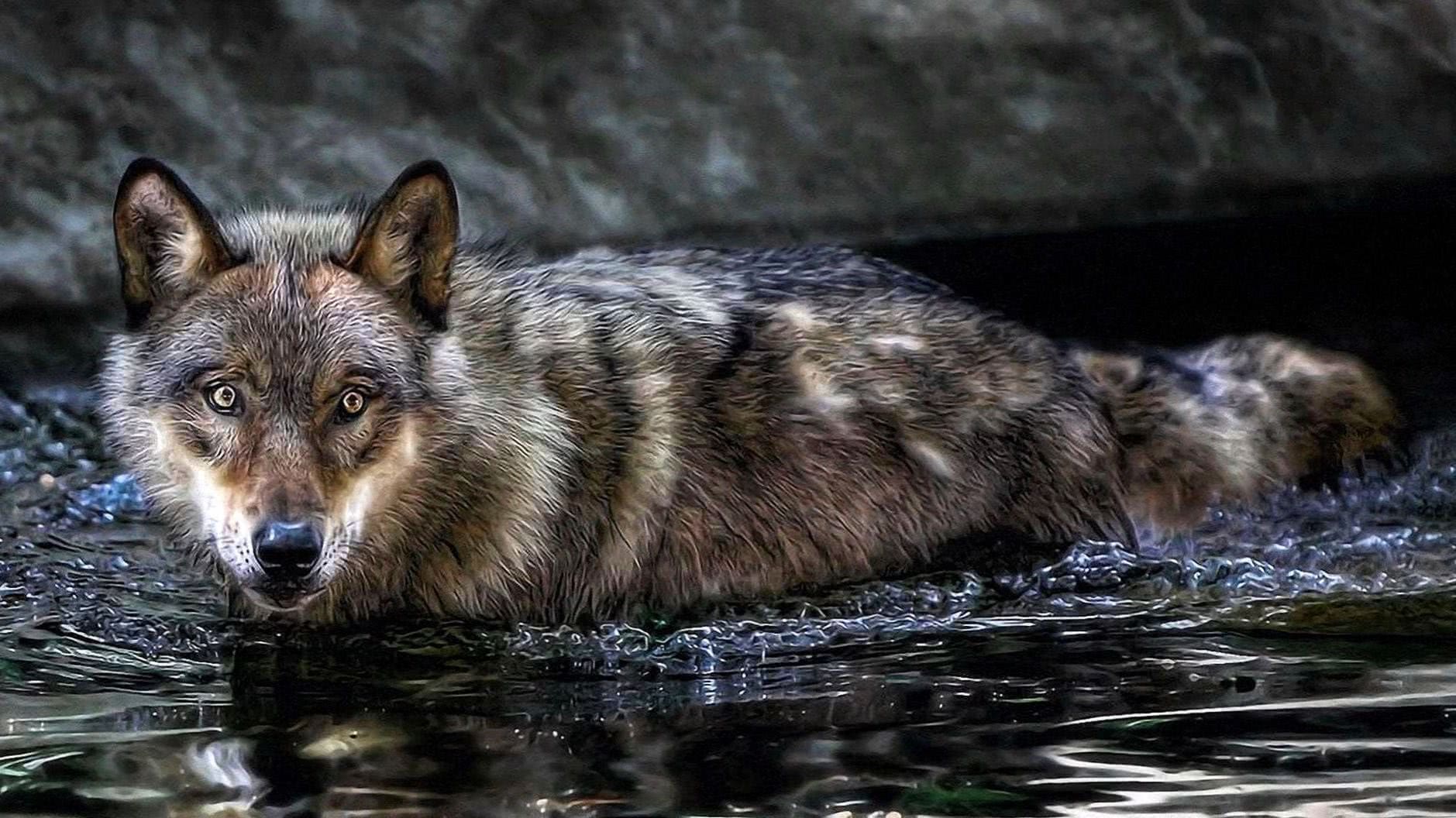 Wallpapers Full HD 1920×1080 Wolf