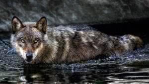 Wallpapers Full HD 1920x1080 Wolf