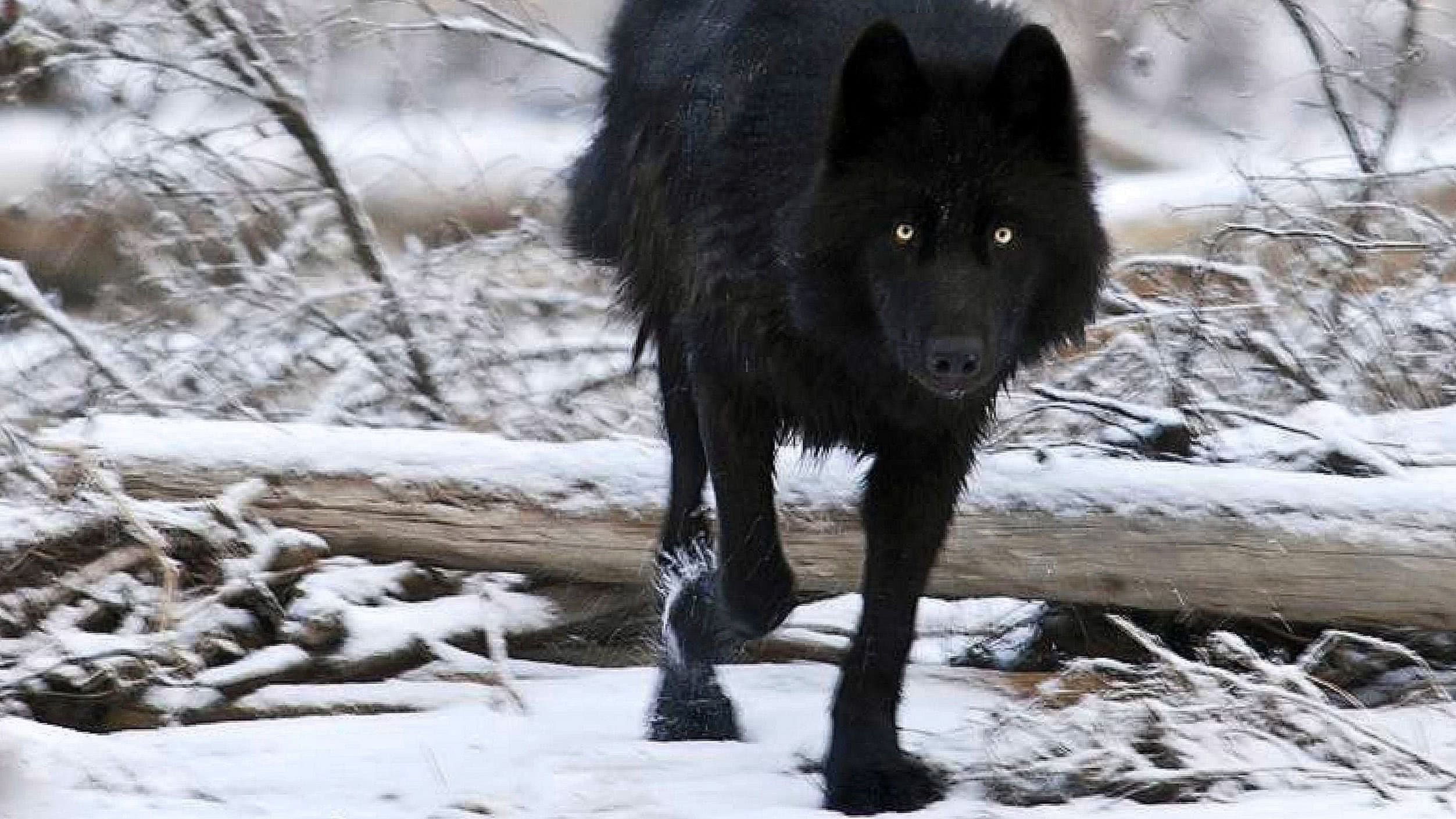 black wolf wallpaper hd 1080p background image 2