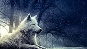 Wolf Background Wallpaper HD Image 1