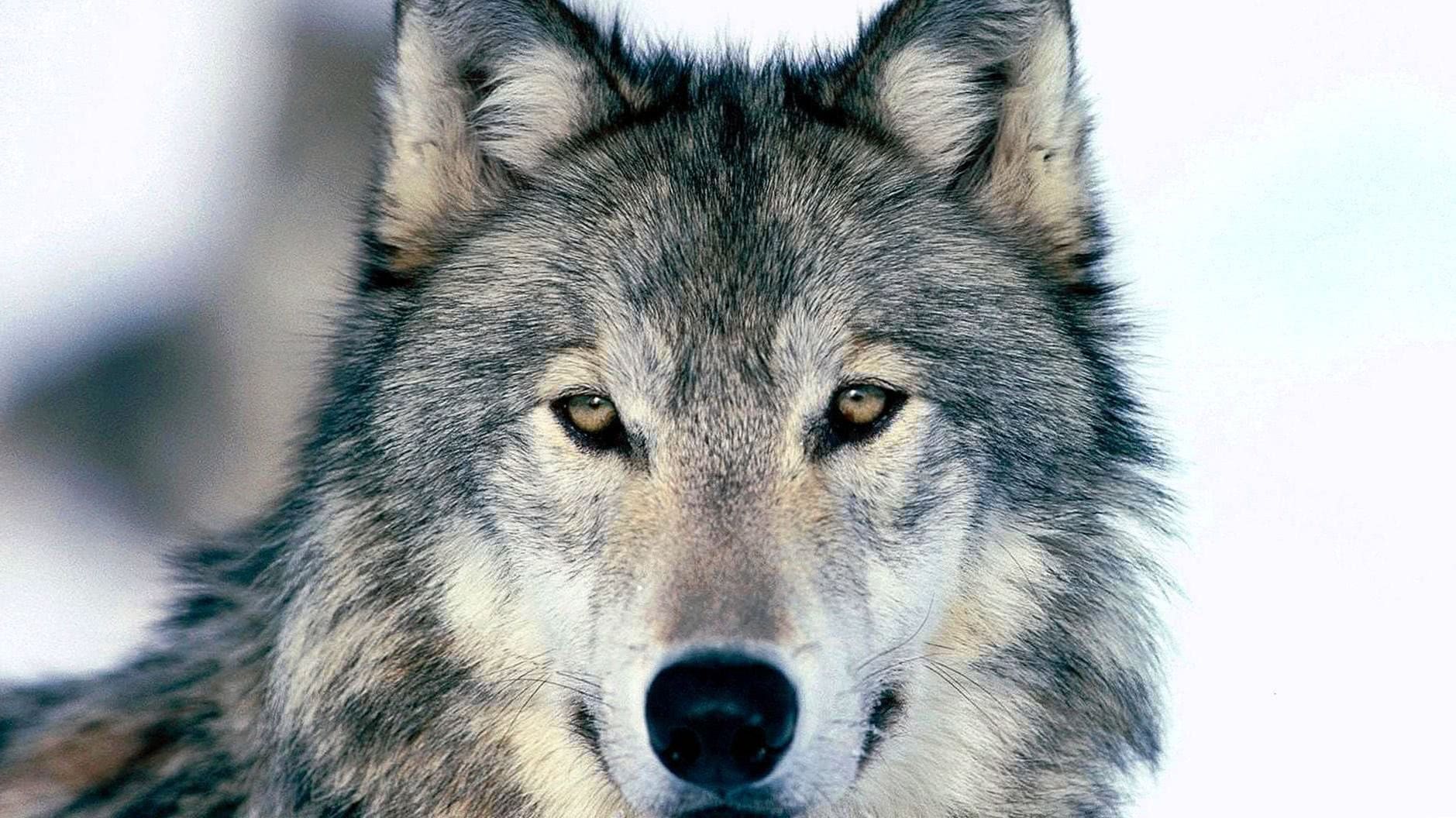 Full HD Wallpapers Of Wolf