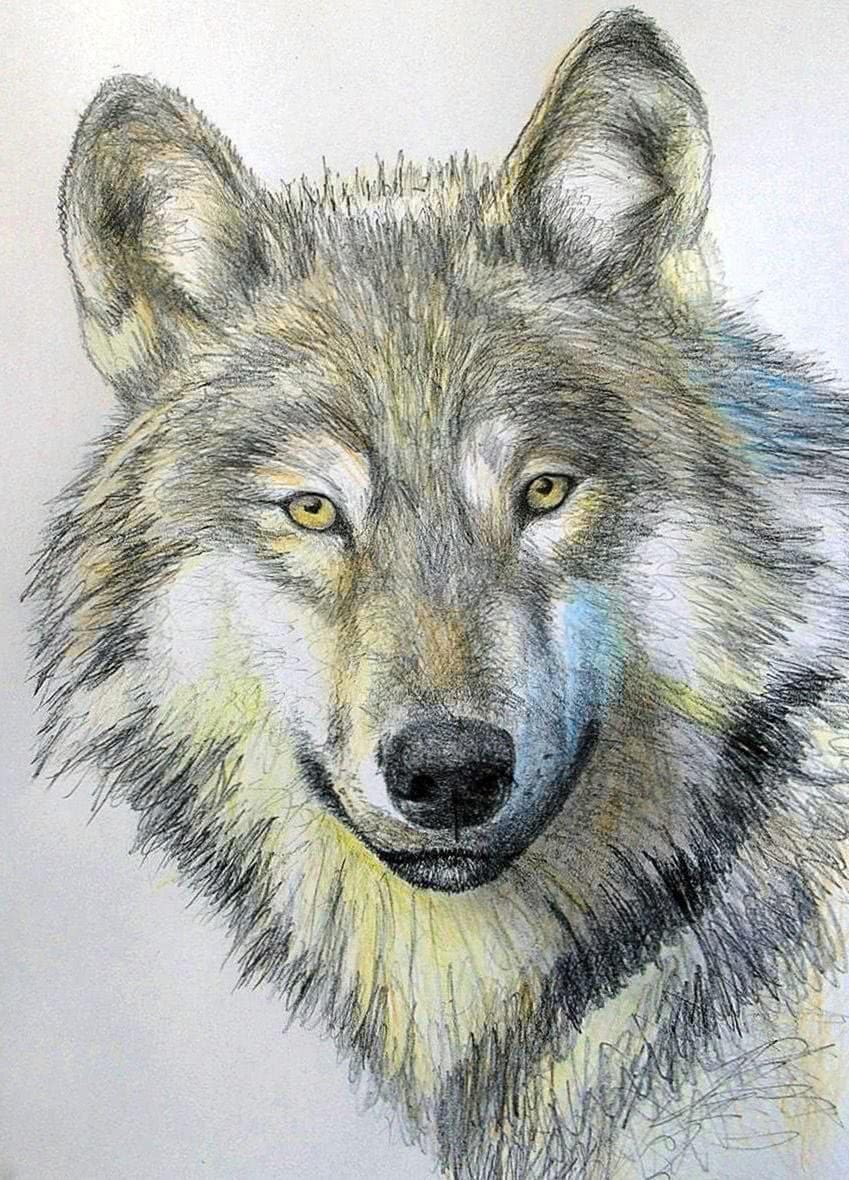 Wolf Wallpapers Drawing - Wolf Background Images