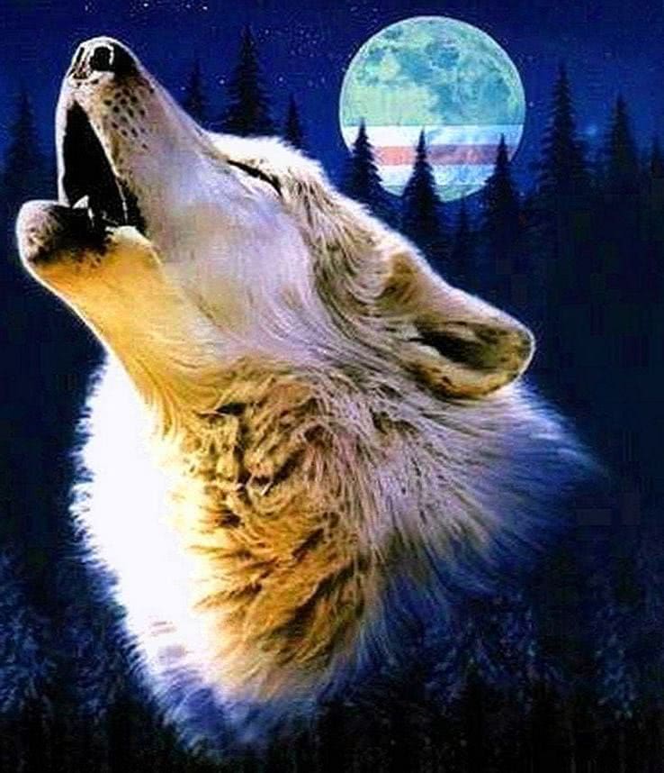 Wallpapers Phone Wolf Howling